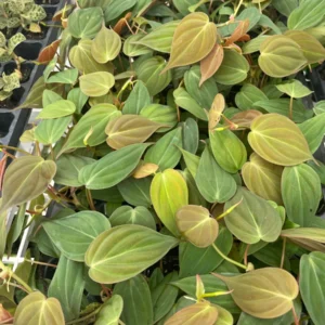 Philodendron Micans Live Plant – Velvety Heartleaf Trailing Houseplant – Indoor - Image 3