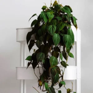 Philodendron Micans Live Plant – Velvety Heartleaf Trailing Houseplant – Indoor - Image 1