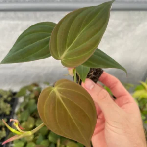 Philodendron Micans Live Plant – Velvety Heartleaf Trailing Houseplant – Indoor - Image 4