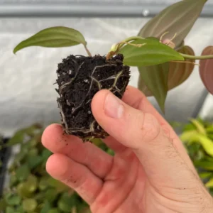 Philodendron Micans Live Plant – Velvety Heartleaf Trailing Houseplant – Indoor - Image 5