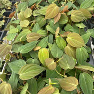 Philodendron Micans Live Plant – Velvety Heartleaf Trailing Houseplant – Indoor - Image 6