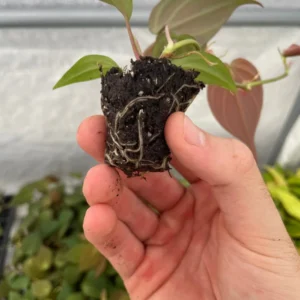 Philodendron Micans Live Plant – Velvety Heartleaf Trailing Houseplant – Indoor - Image 8