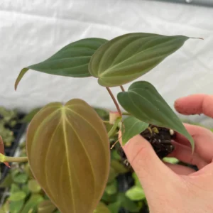 Philodendron Micans Live Plant – Velvety Heartleaf Trailing Houseplant – Indoor - Image 9