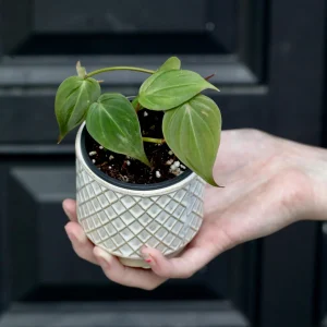 Philodendron Micans Velvet Live Plant – 2 inch Nursery Pot – Heartleaf Philodendron Indoor - Image 2
