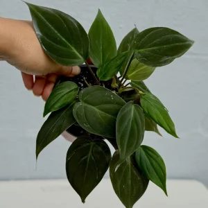 Philodendron Micans Velvet Live Plant - 3 inch Grow Pot - Heartleaf Indoor - Image 4