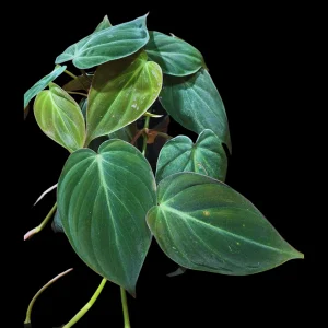 Philodendron Micans Velvet Live Plant – 4