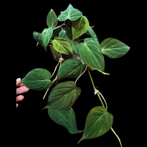 Philodendron Micans Velvet Live Plant – 4