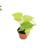 Philodendron Neon Cordatum Live Plant – 2 inch Pot – Indoor Houseplant - Image 1