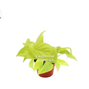 Philodendron Neon Cordatum Live Plant – 4 inch Potted Houseplant – Indoor - Image 1