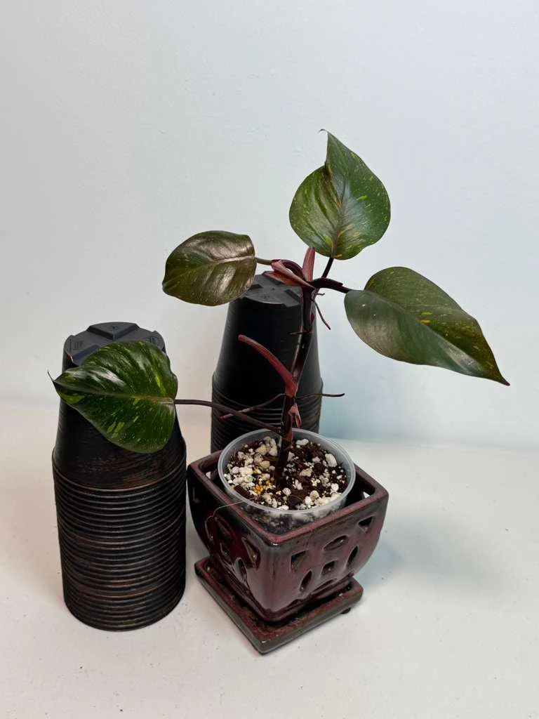 Philodendron Orange Princess Live Plant – Rare Orange-Red Variegated Houseplant - Image 2