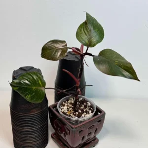 Philodendron Orange Princess Live Plant – Rare Orange-Red Variegated Houseplant - Image 3