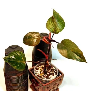 Philodendron Orange Princess Live Plant – Rare Orange-Red Variegated Houseplant - Image 1