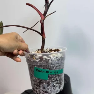 Philodendron Orange Princess Live Plant – Rare Orange-Red Variegated Houseplant - Image 4