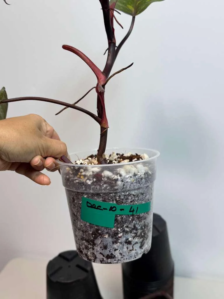 Philodendron Orange Princess Live Plant – Rare Orange-Red Variegated Houseplant - Image 4