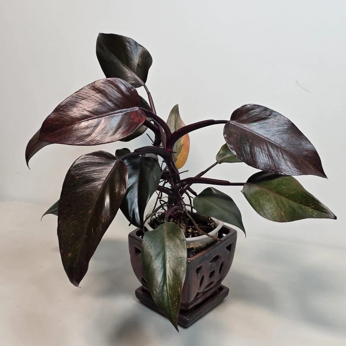 Philodendron Orange Princess Live Plant - Rare Variegated Indoor Houseplant - Image 2