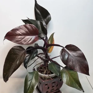 Philodendron Orange Princess Live Plant - Rare Variegated Indoor Houseplant - Image 3