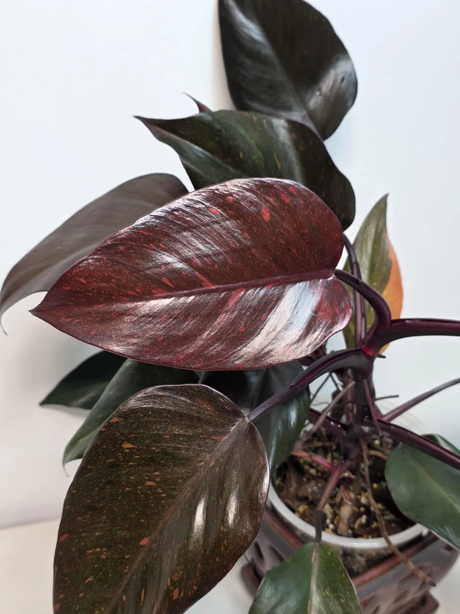 Philodendron Orange Princess Live Plant - Rare Variegated Indoor Houseplant - Image 4