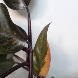 Philodendron Orange Princess Live Plant - Rare Variegated Indoor Houseplant - Image 5