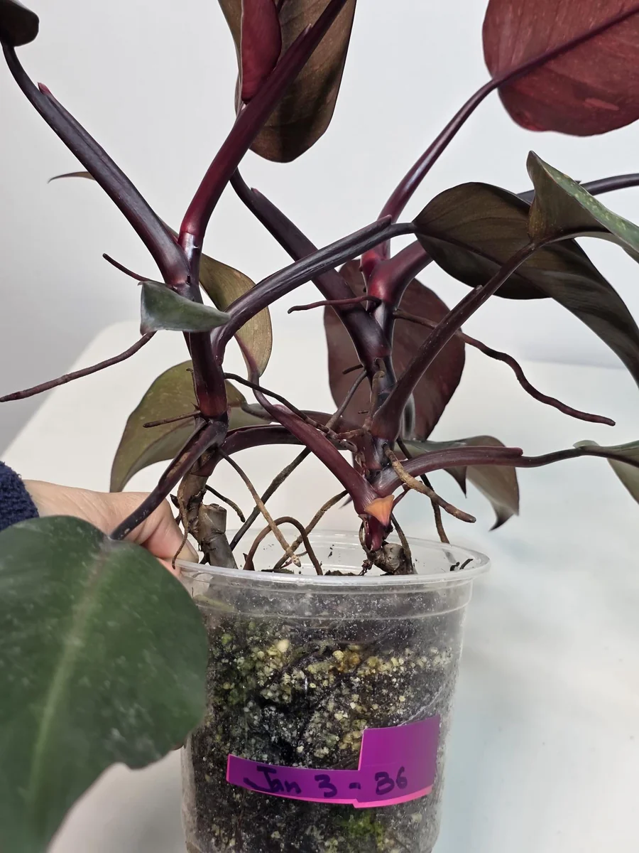 Philodendron Orange Princess Live Plant - Rare Variegated Indoor Houseplant - Image 8