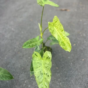 Philodendron Paraiso Verde Live Plant – 4 inch Pot – High Variegation – Indoor - Image 2