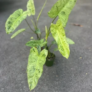 Philodendron Paraiso Verde Live Plant – 4 inch Pot – High Variegation – Indoor - Image 3