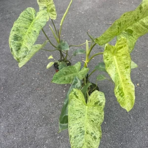 Philodendron Paraiso Verde Live Plant – 4 inch Pot – High Variegation – Indoor - Image 5