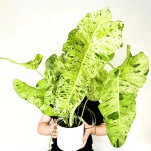 Philodendron Paraiso Verde XL Live Plant – Potted Houseplant – Indoor - Image 1