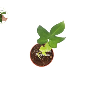 Philodendron Pedatum Dwarf Live Plant – 4 inch Pot – Indoor Houseplant - Image 2