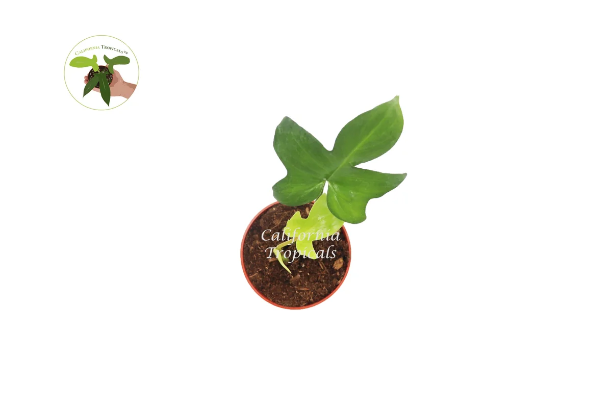 Philodendron Pedatum Dwarf Live Plant – 4 inch Pot – Indoor Houseplant - Image 2