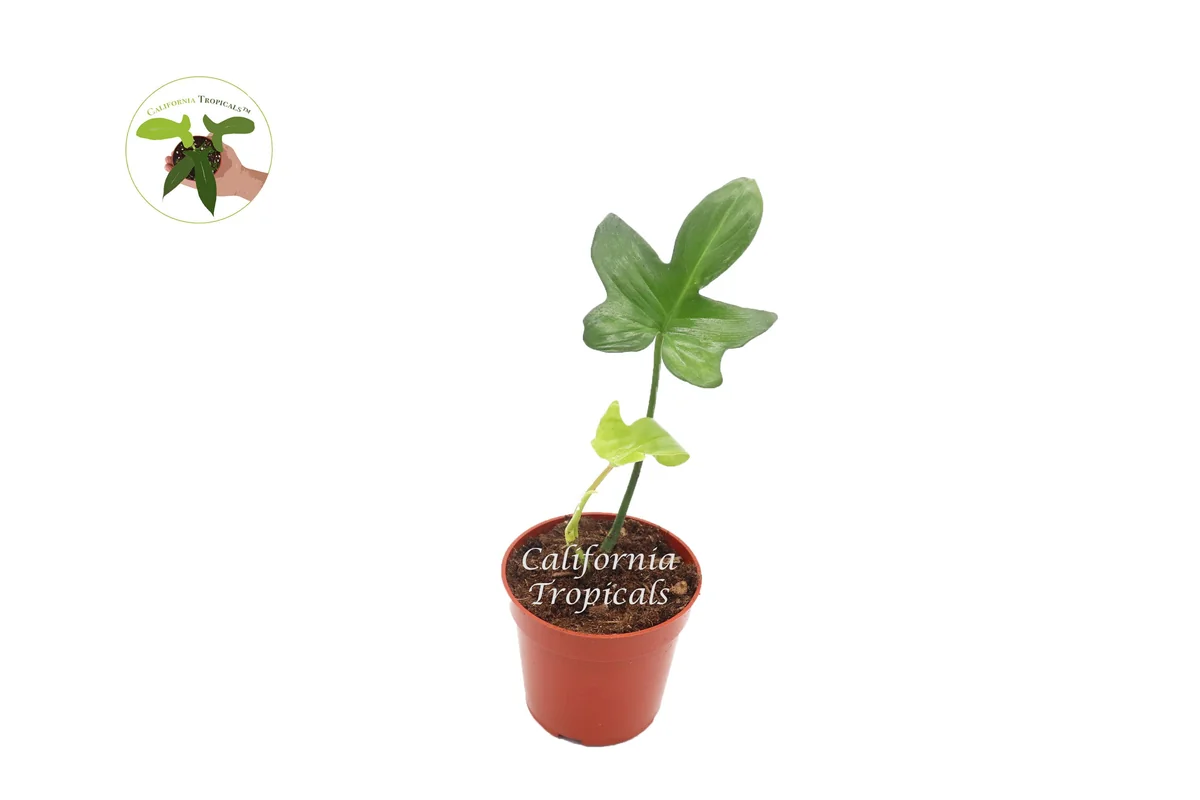 Philodendron Pedatum Dwarf Live Plant – 4 inch Pot – Indoor Houseplant - Image 1