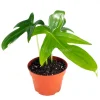 Philodendron Pedatum Live Plant – 4 Inch Pot – Indoor Houseplant - Image 1