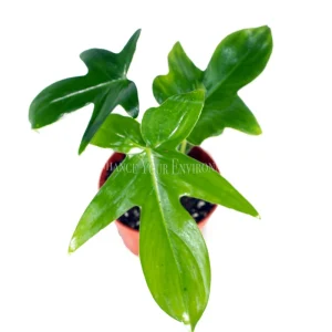 Philodendron Pedatum Live Plant – 4 Inch Pot – Indoor Houseplant - Image 2