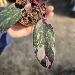 Philodendron Pink Princess Live Plant – 2 inch Pot – Indoor Houseplant - Image 4