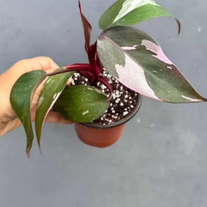 Philodendron Pink Princess Live Plant - 3