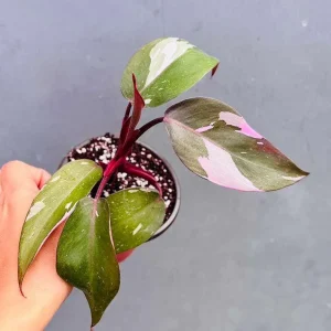 Philodendron Pink Princess Live Plant - 3