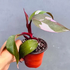 Philodendron Pink Princess Live Plant - 3