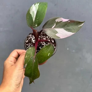 Philodendron Pink Princess Live Plant - 3
