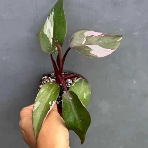 Philodendron Pink Princess Live Plant - 3
