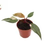 Philodendron Pink Princess Live Plant - 4 inch Potted Houseplant Indoor - Image 1