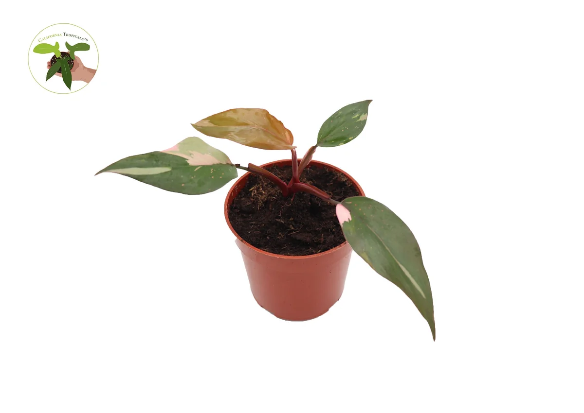 Philodendron Pink Princess Live Plant - 4 inch Potted Houseplant Indoor - Image 1