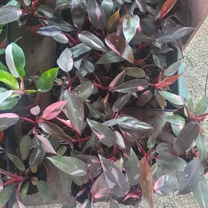 Philodendron Pink Princess Live Plant – Rare Aroid 4 inch Pot – Indoor Houseplant - Image 2