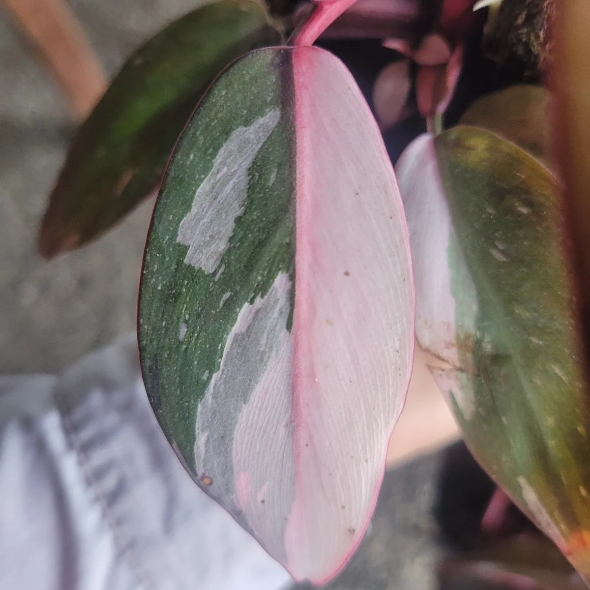 Philodendron Pink Princess Live Plant – Rare Aroid 4 inch Pot – Indoor Houseplant - Image 3