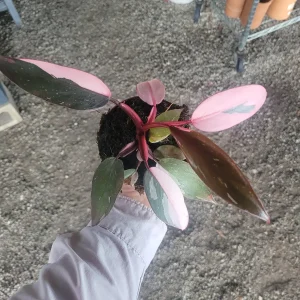 Philodendron Pink Princess Live Plant – Rare Aroid 4 inch Pot – Indoor Houseplant - Image 1