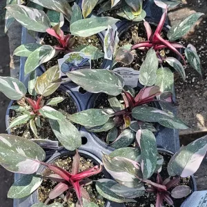 Philodendron Pink Princess Live Plant – Rare Aroid 4 inch Pot – Indoor Houseplant - Image 4