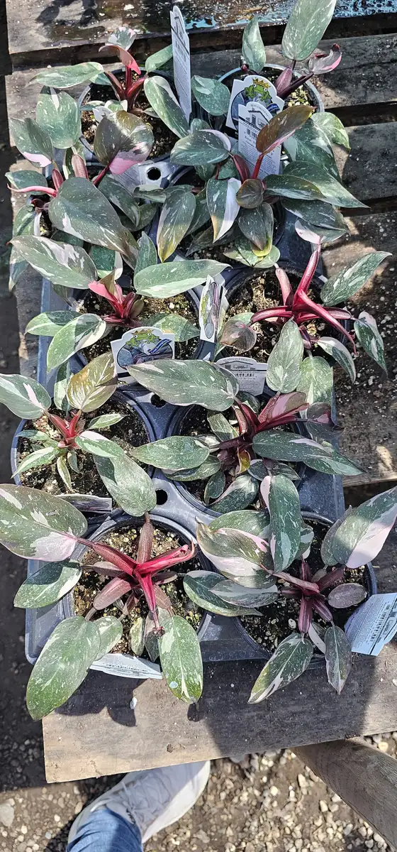 Philodendron Pink Princess Live Plant – Rare Aroid 4 inch Pot – Indoor Houseplant - Image 4