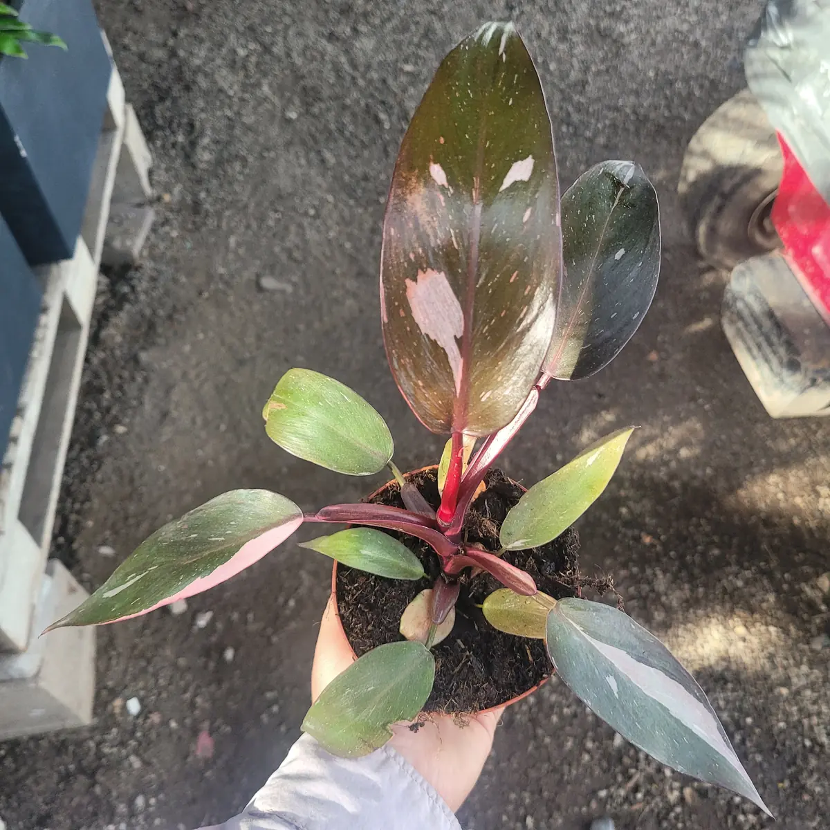 Philodendron Pink Princess Live Plant – Rare Aroid 4 inch Pot – Indoor Houseplant - Image 5