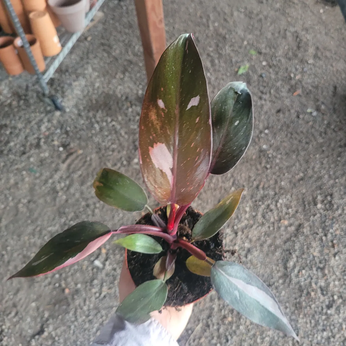 Philodendron Pink Princess Live Plant – Rare Aroid 4 inch Pot – Indoor Houseplant - Image 6