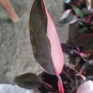 Philodendron Pink Princess Live Plant – Rare Aroid 4 inch Pot – Indoor Houseplant - Image 7