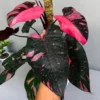 Philodendron Pink Princess Live Plant – Rare Aroid Houseplant – Indoor - Image 1