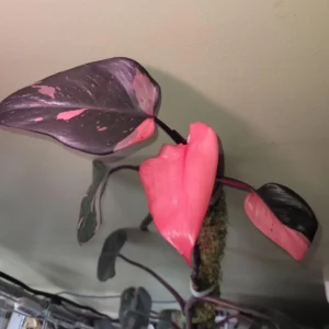 Philodendron Pink Princess Live Plant – Rare Aroid Houseplant – Indoor - Image 2